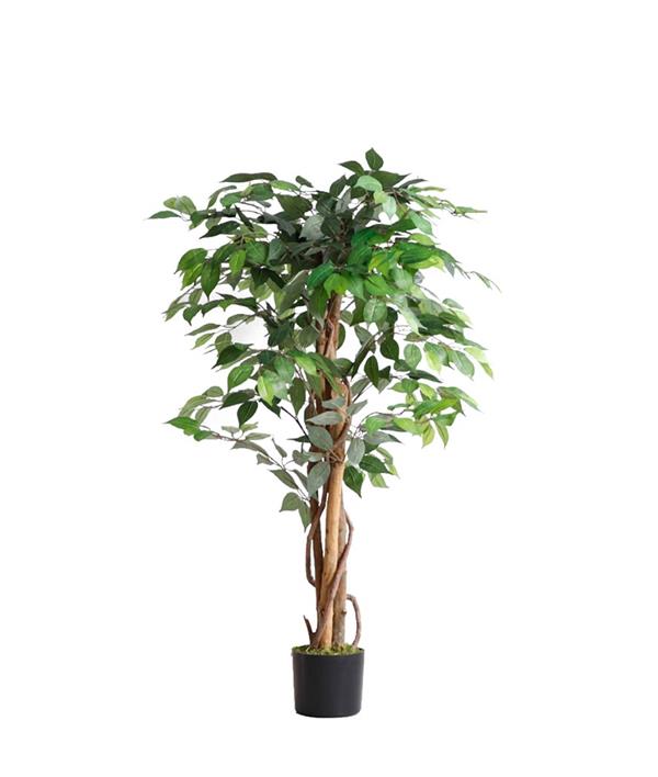 5b1ecabcff3f4a92b807dad0fb5ee9d5 FICUS TREE NP0078_120 YΨΟΣ 120cm NewPlan - 5b1ecabcff3f4a92b807dad0fb5ee9d5