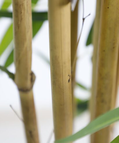 BAMBOO NP0076_210 ΥΨΟΣ 210cm NewPlan - 6 17 np0076 210 3