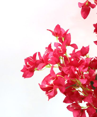 BOUGAINVILLEA NP0422_170 ΥΨΟΣ 170cm NewPlan - 6 17 np0422 170 2