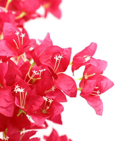 BOUGAINVILLEA NP0422_170 ΥΨΟΣ 170cm NewPlan - 6 17 np0422 170 4