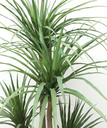 DRACAENA NP_28_155 ΥΨΟΣ 155cm NewPlan - 6 17 np28 155 3