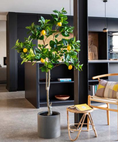 LEMON TREE NP_30_170 ΥΨΟΣ 170cm NewPlan - 6 17 np30 170 4