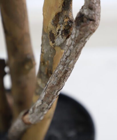 FICUS TREE NP5209_180 ΥΨΟΣ 180cm NewPlan - 6 17 np5209 180 3