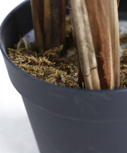 PALM TREE NP5501_210_22 ΥΨΟΣ 210cm NewPlan - 6 17 np5501 210 22 4