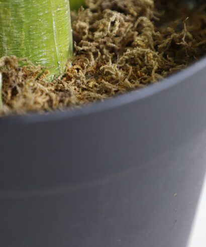 PALM TREE NP5506_180_22 ΥΨΟΣ 180cm NewPlan - 6 17 np5506 180 22 3