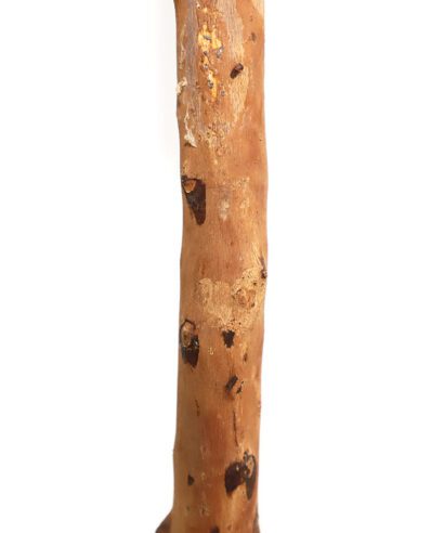 OLIVE TREE NP5807_150_22_UV ΥΨΟΣ 150cm NewPlan - 6 17 np5807 150 22 uv 2