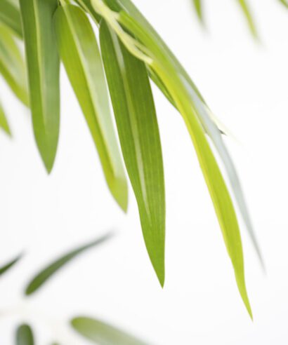 BAMBOO NP6321_180_22 ΥΨΟΣ 180cm NewPlan - 6 17 np6321 180 22 3