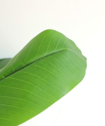 BANANA TREE NP708_220 ΥΨΟΣ 220cm NewPlan - 6 17 np708 220 2